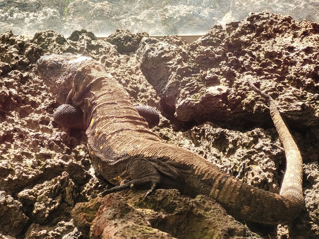 Foto: Ecomuseo de Guinea - Frontera (El Hierro) (Santa Cruz de Tenerife), España