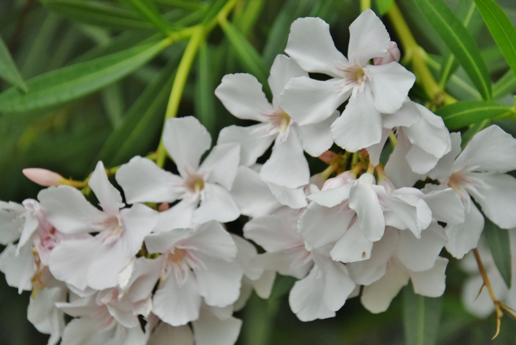 Foto: Flor - Güímar (Santa Cruz de Tenerife), España