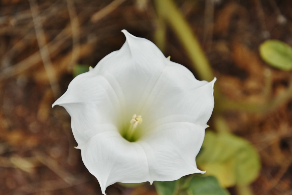 Foto: Flor - Güímar (Santa Cruz de Tenerife), España