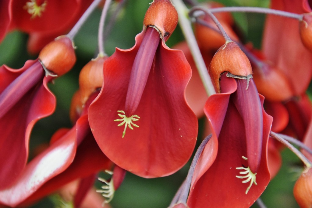 Foto: Flor - Güímar (Santa Cruz de Tenerife), España