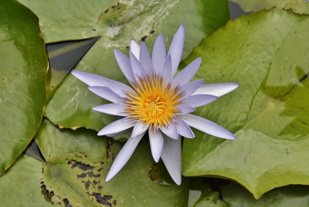 Foto: Flor - Güímar (Santa Cruz de Tenerife), España