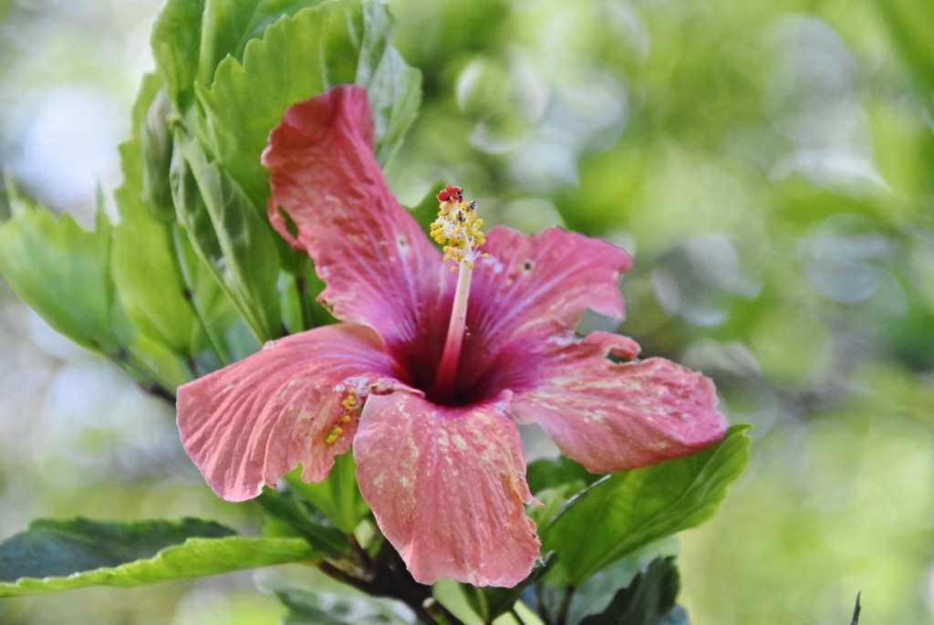 Foto: Jardín botánico - Puerto de la Cruz (Santa Cruz de Tenerife), España