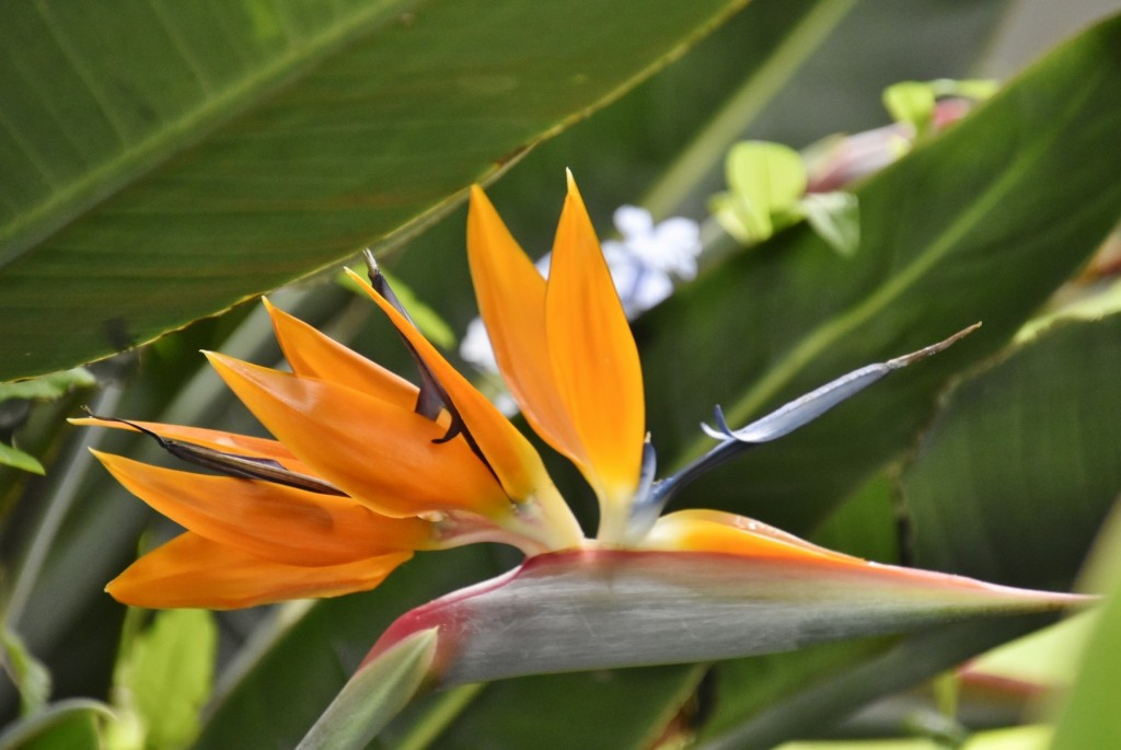 Foto: Jardín Sitio Litre - Puerto de la Cruz (Santa Cruz de Tenerife), España