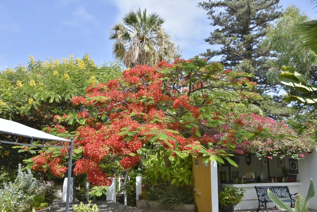 Foto: Jardín Sitio Litre - Puerto de la Cruz (Santa Cruz de Tenerife), España