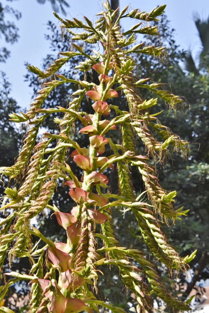 Foto: Jardín botánico - Puerto de la Cruz (Santa Cruz de Tenerife), España