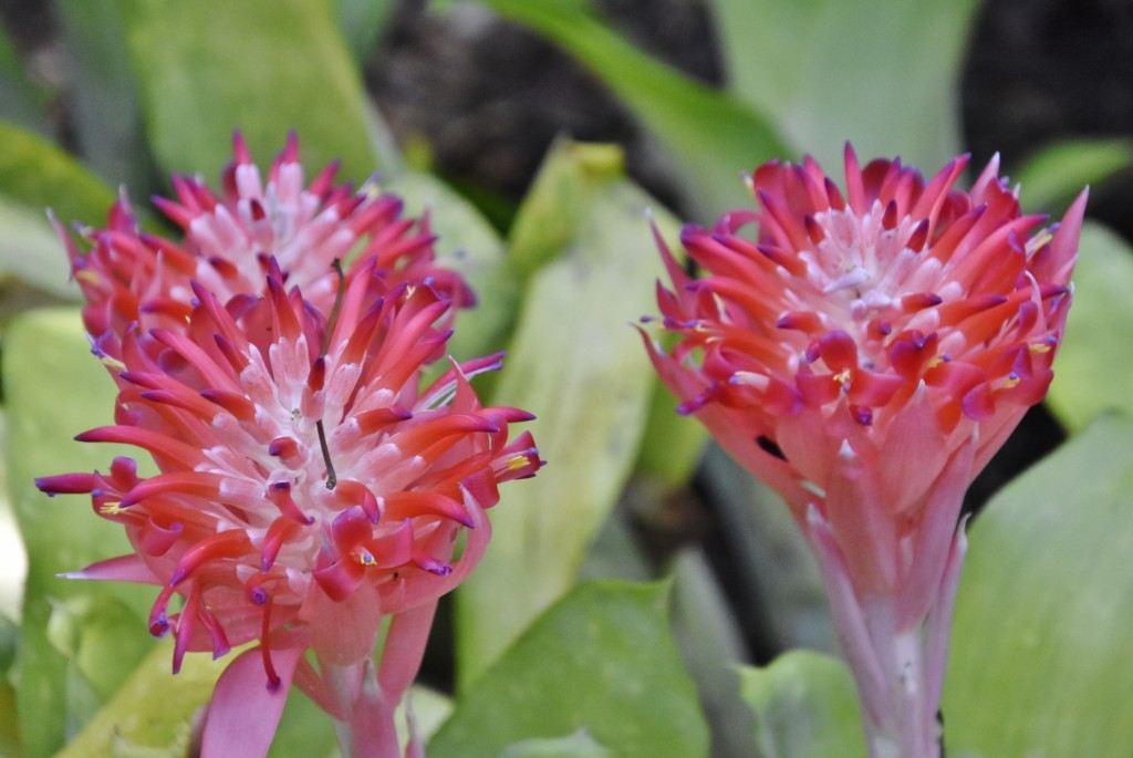 Foto: Jardín botánico - Puerto de la Cruz (Santa Cruz de Tenerife), España