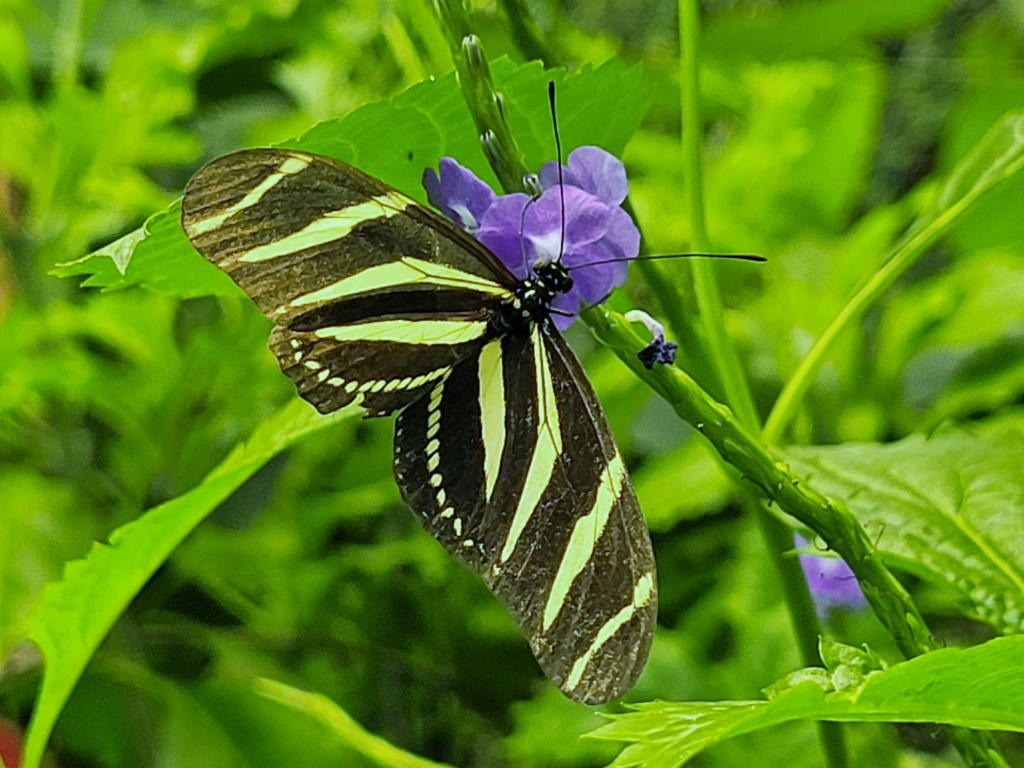 Foto: Mariposario - Icod de los Vinos (Santa Cruz de Tenerife), España