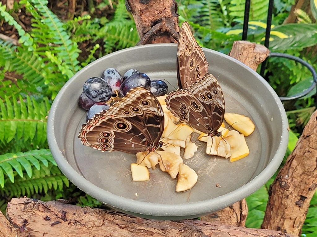 Foto: Mariposario - Icod de los Vinos (Santa Cruz de Tenerife), España