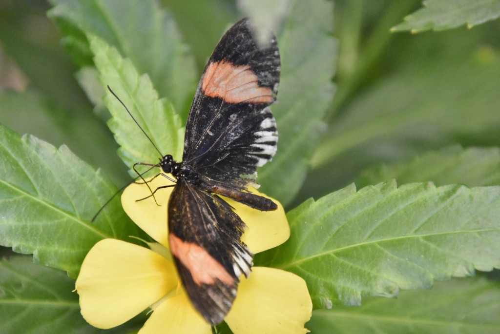 Foto: Mariposario - Icod de los Vinos (Santa Cruz de Tenerife), España