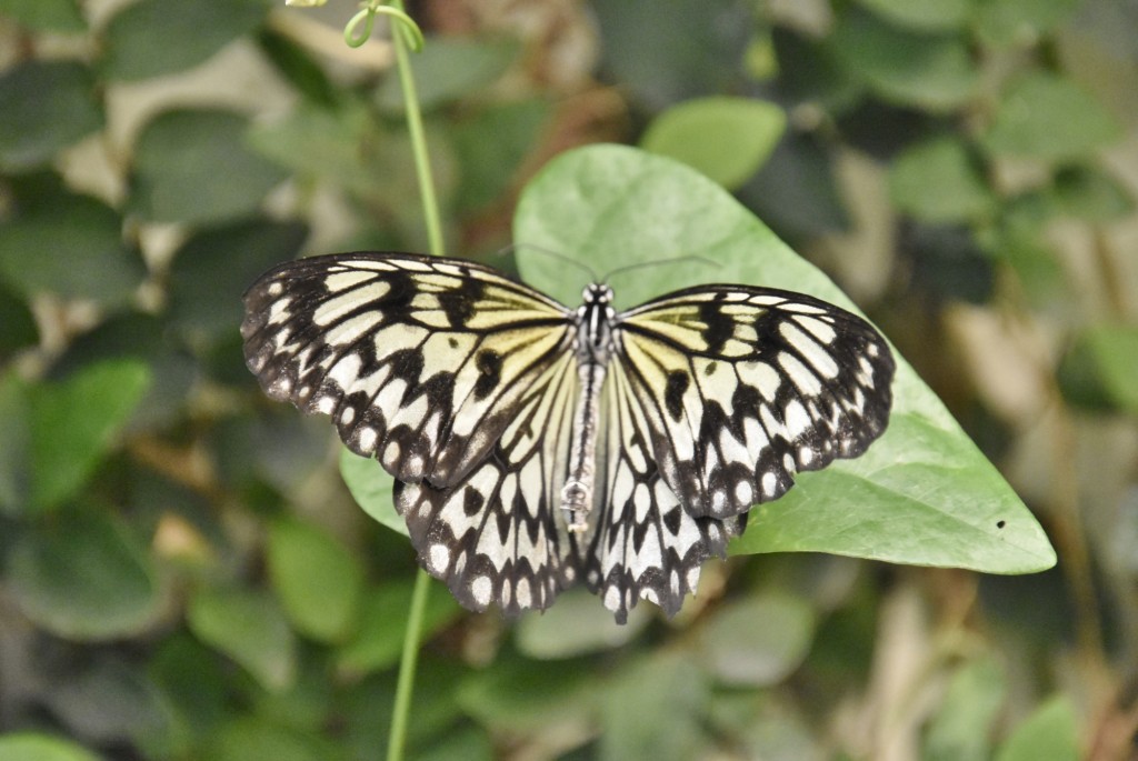 Foto: Mariposario - Icod de los Vinos (Santa Cruz de Tenerife), España