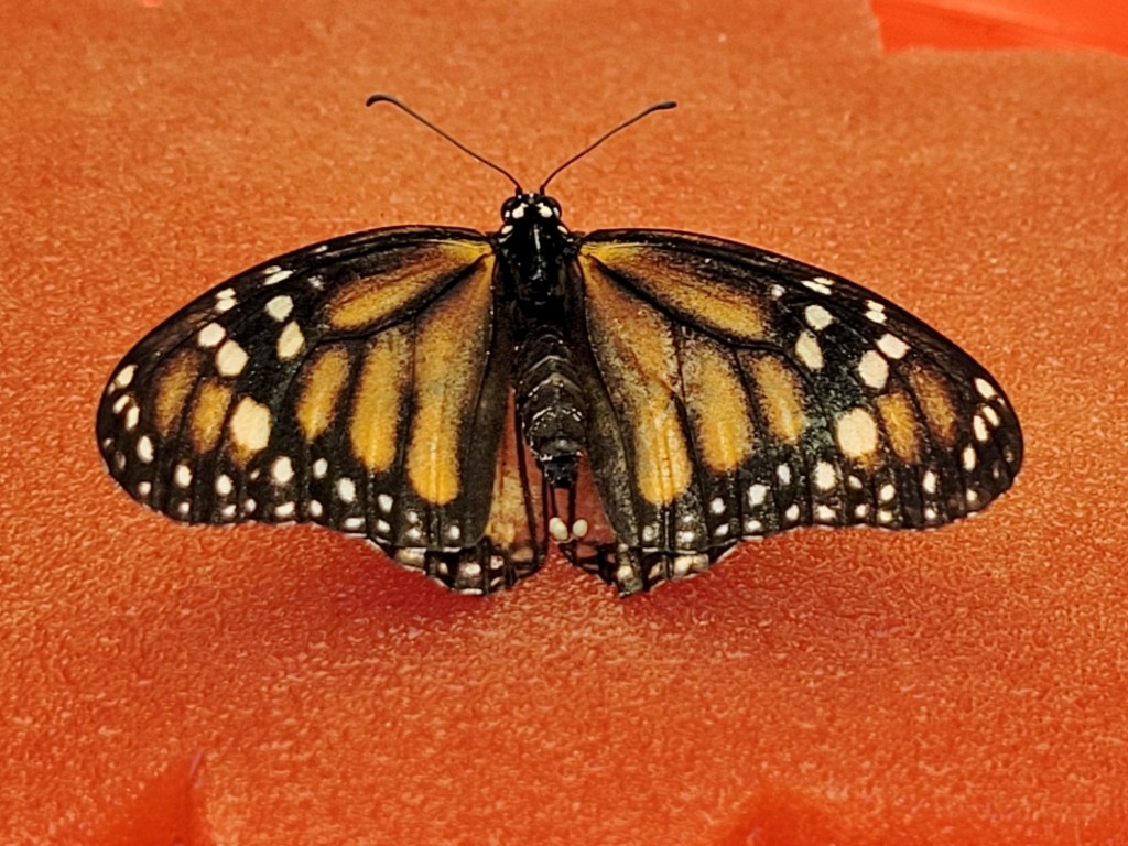 Foto: Mariposario - Icod de los Vinos (Santa Cruz de Tenerife), España