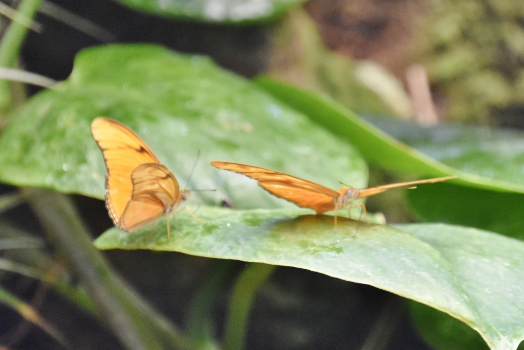 Foto: Mariposario - Icod de los Vinos (Santa Cruz de Tenerife), España