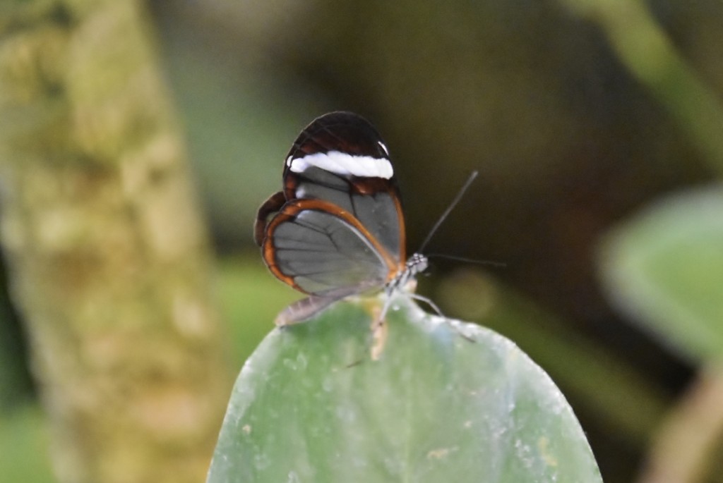 Foto: Mariposario - Icod de los Vinos (Santa Cruz de Tenerife), España