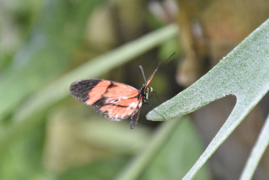 Foto: Mariposario - Icod de los Vinos (Santa Cruz de Tenerife), España