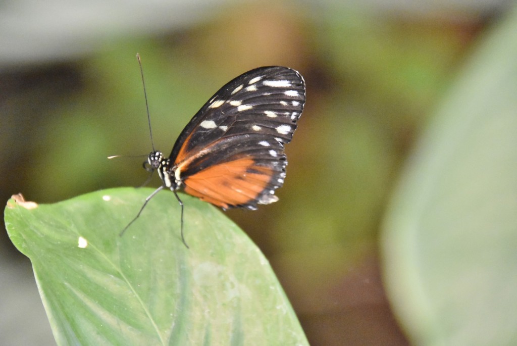 Foto: Mariposario - Icod de los Vinos (Santa Cruz de Tenerife), España