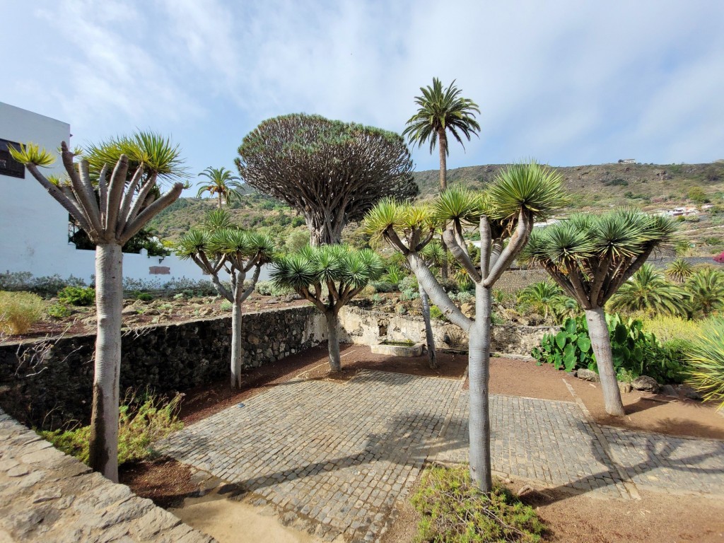 Foto: Parque del Drago Milenario - Icod de los Vinos (Santa Cruz de Tenerife), España