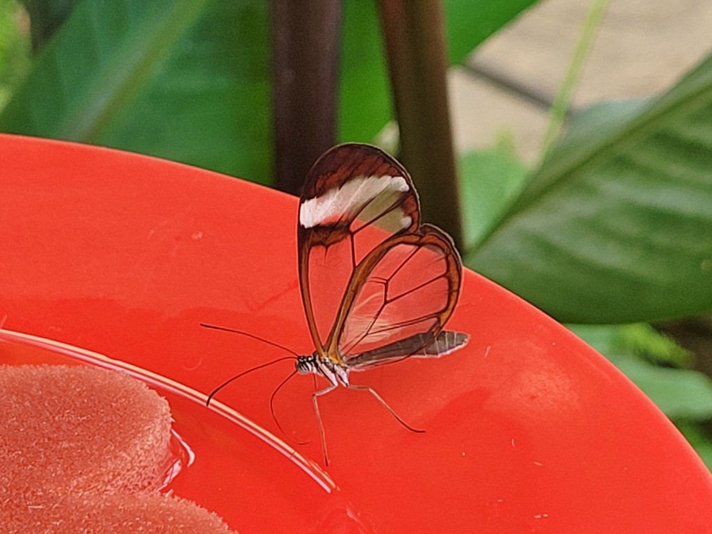 Foto: Mariposario - Icod de los Vinos (Santa Cruz de Tenerife), España