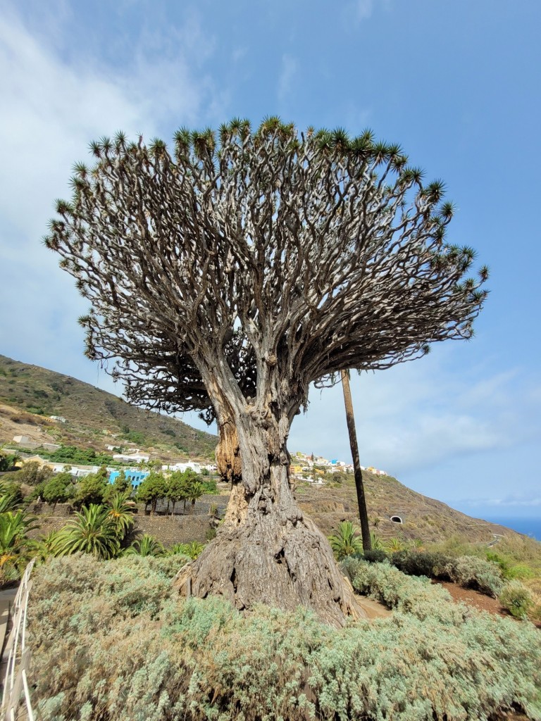 Foto: Parque del Drago Milenario - Icod de los Vinos (Santa Cruz de Tenerife), España