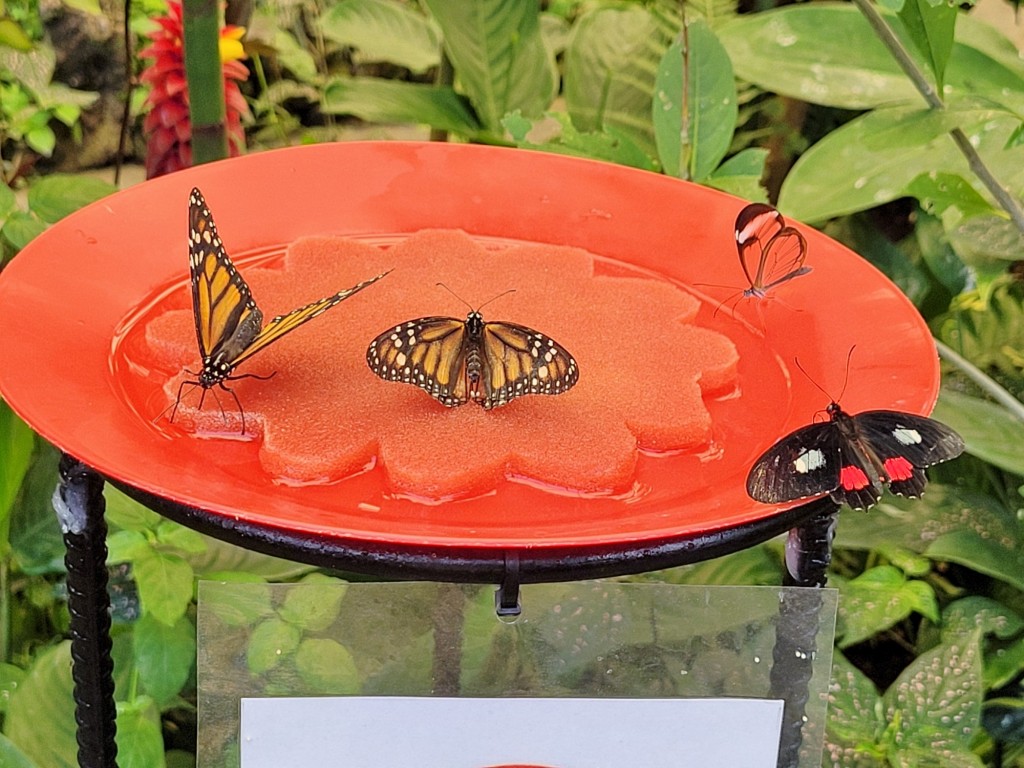 Foto: Mariposario - Icod de los Vinos (Santa Cruz de Tenerife), España