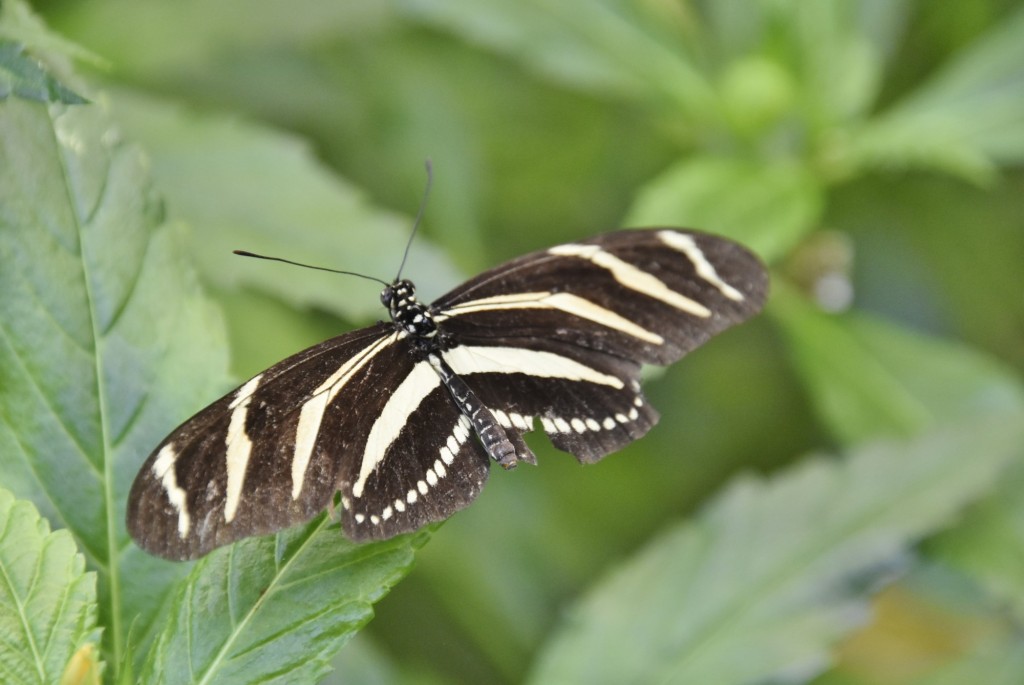 Foto: Mariposario - Icod de los Vinos (Santa Cruz de Tenerife), España