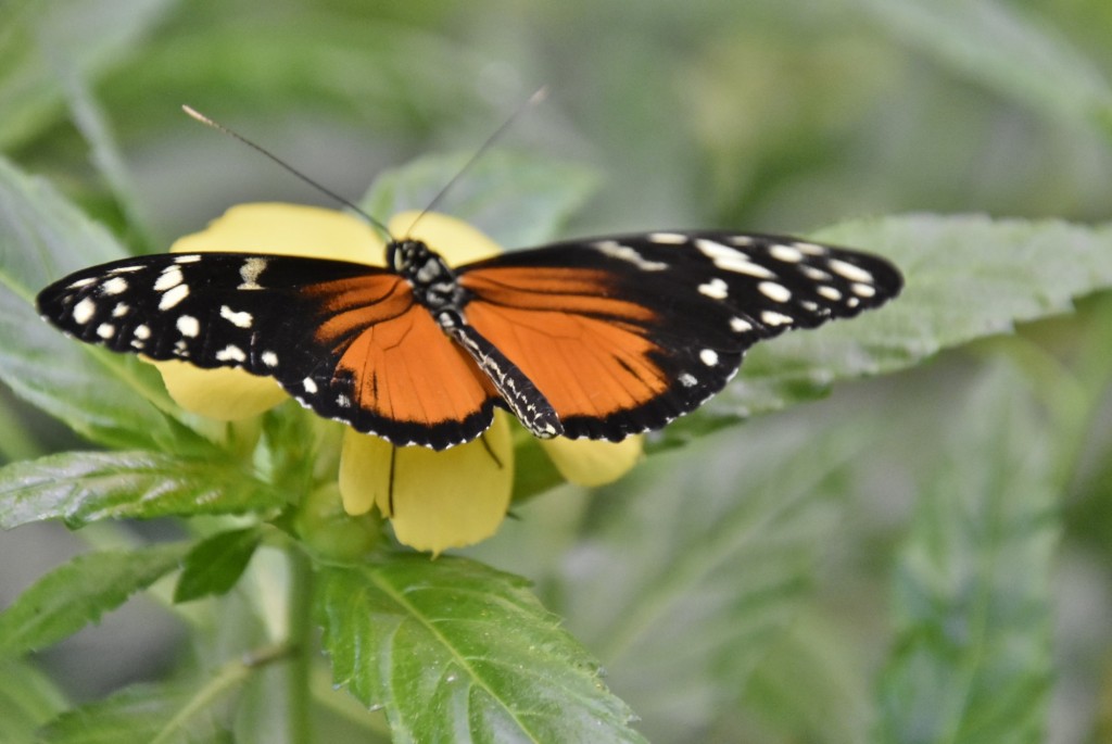 Foto: Mariposario - Icod de los Vinos (Santa Cruz de Tenerife), España