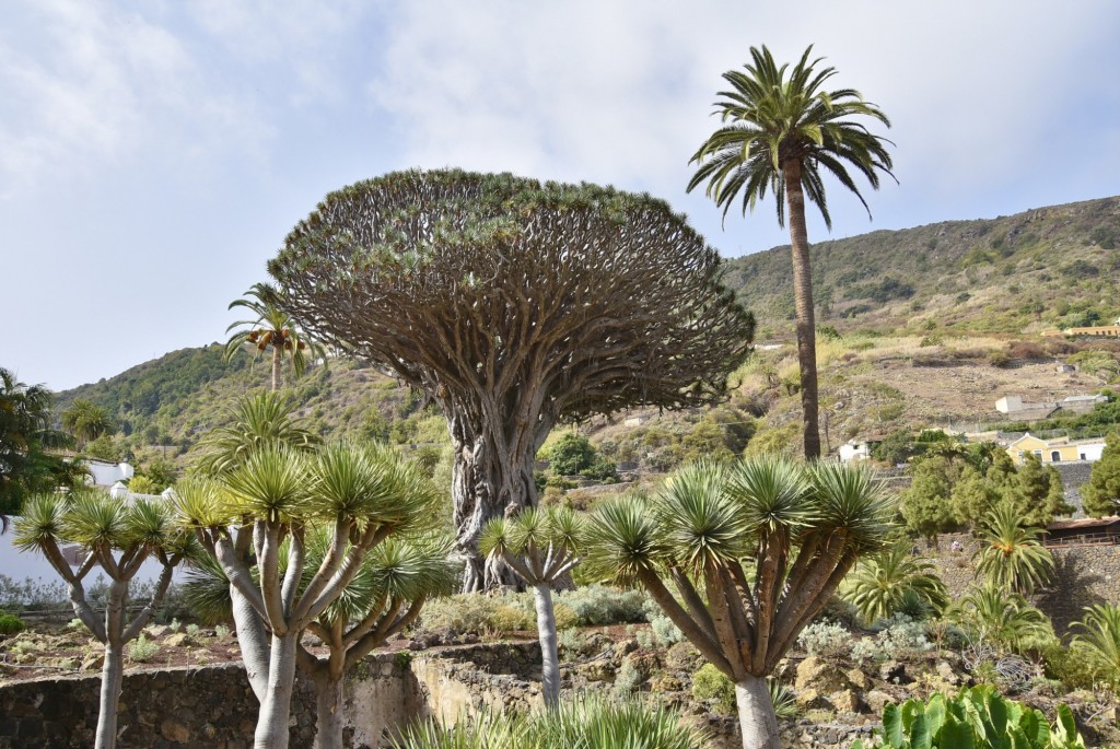 Foto: Parque del Drago Milenario - Icod de los Vinos (Santa Cruz de Tenerife), España