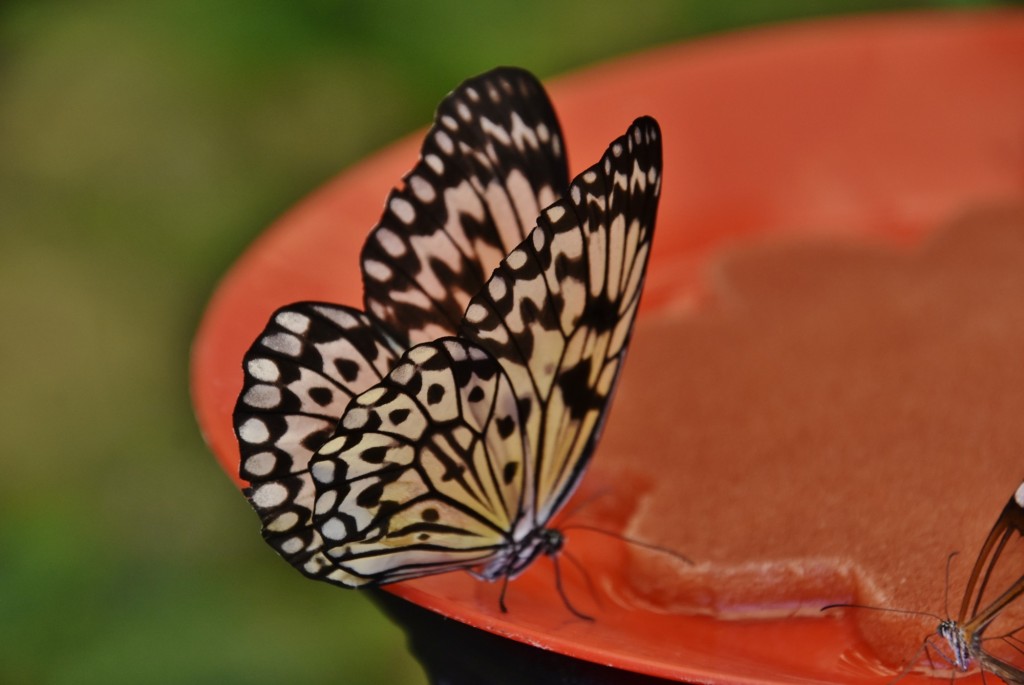 Foto: Mariposario - Icod de los Vinos (Santa Cruz de Tenerife), España