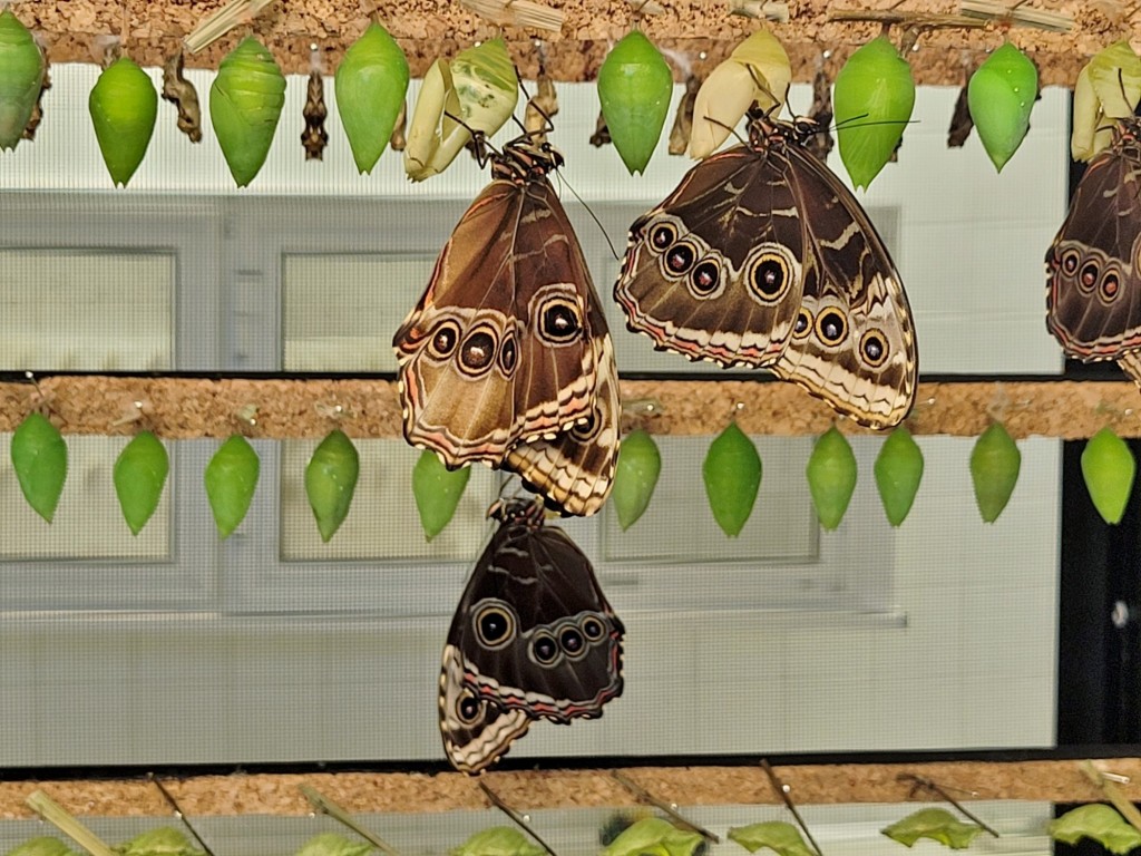 Foto: Mariposario - Icod de los Vinos (Santa Cruz de Tenerife), España