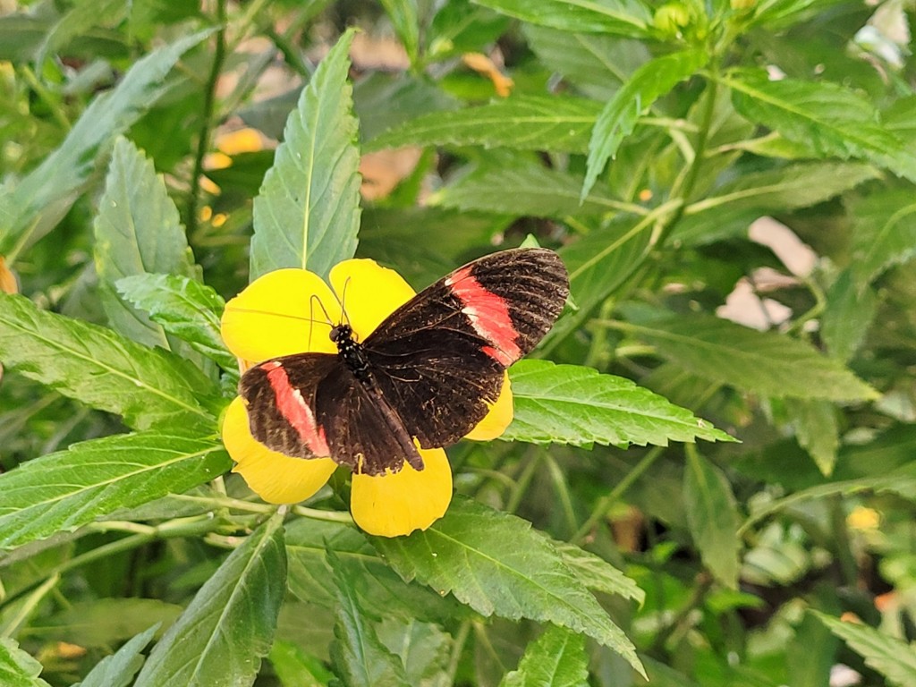 Foto: Mariposario - Icod de los Vinos (Santa Cruz de Tenerife), España