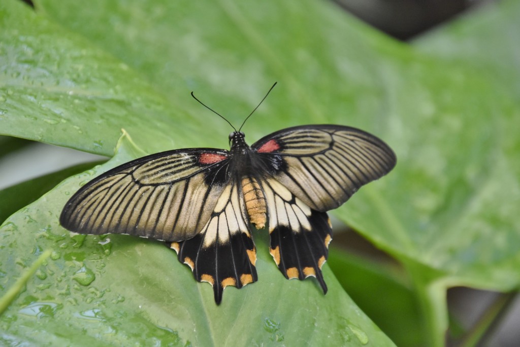 Foto: Mariposario - Icod de los Vinos (Santa Cruz de Tenerife), España