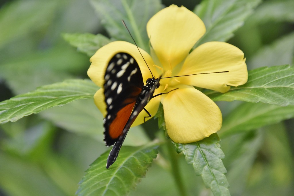 Foto: Mariposario - Icod de los Vinos (Santa Cruz de Tenerife), España