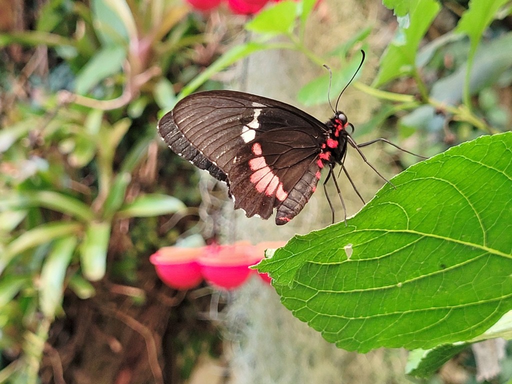 Foto: Mariposario - Icod de los Vinos (Santa Cruz de Tenerife), España