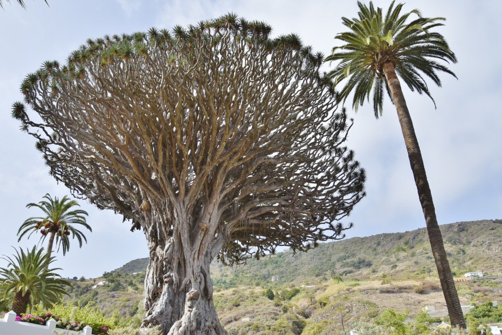 Foto: Parque del Drago Milenario - Icod de los Vinos (Santa Cruz de Tenerife), España