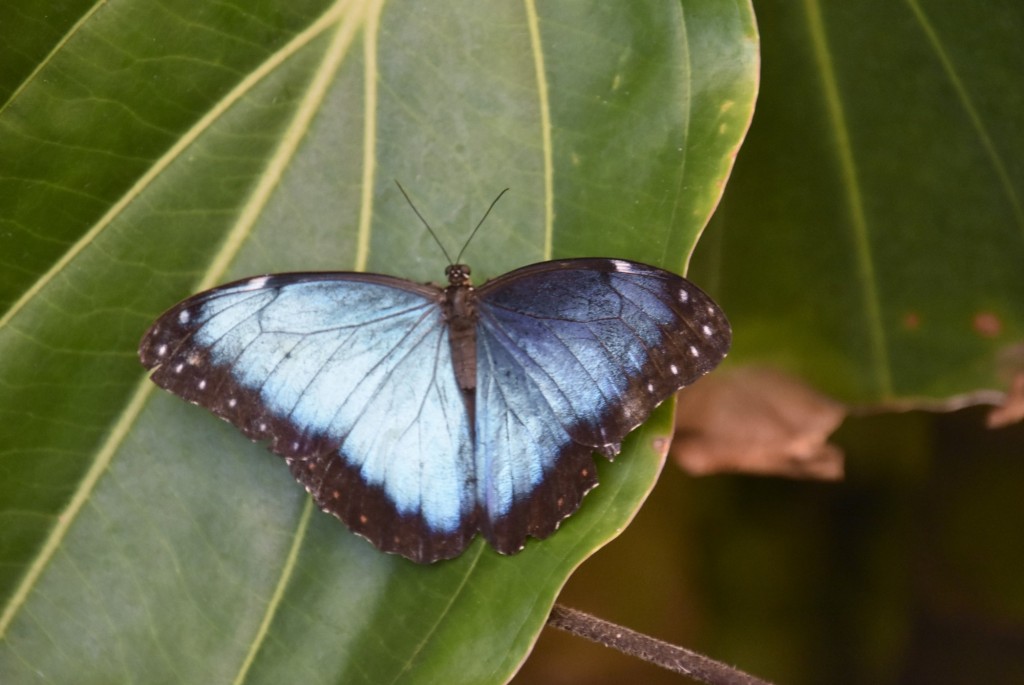 Foto: Mariposario - Icod de los Vinos (Santa Cruz de Tenerife), España