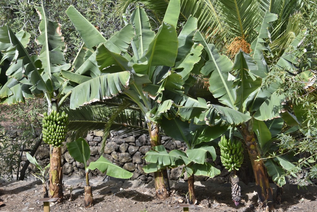 Foto: Parque del Drago Milenario - Icod de los Vinos (Santa Cruz de Tenerife), España