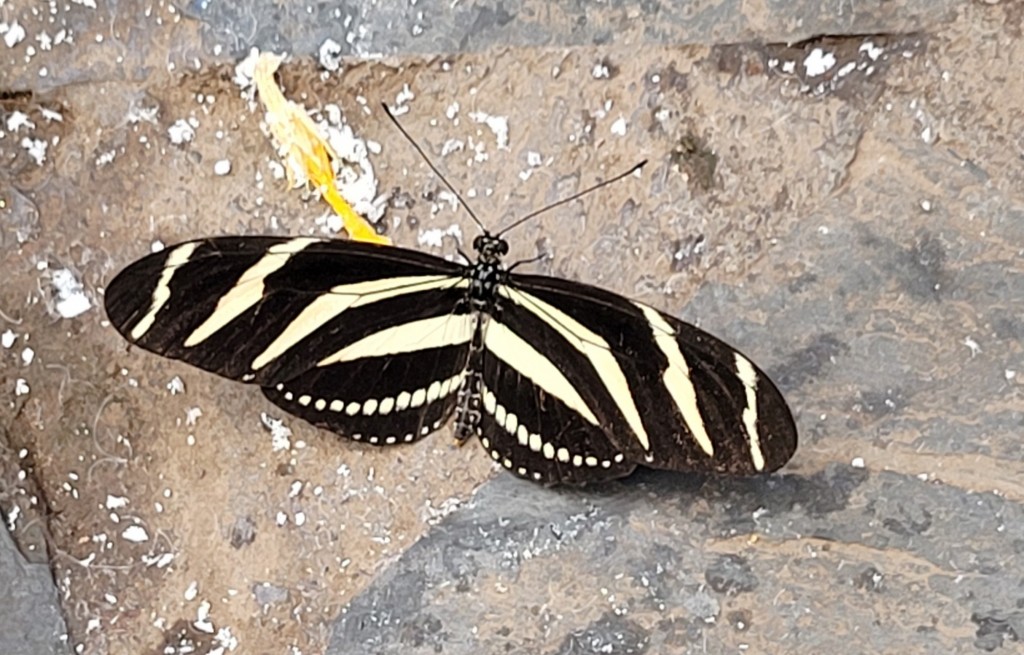 Foto: Mariposario - Icod de los Vinos (Santa Cruz de Tenerife), España