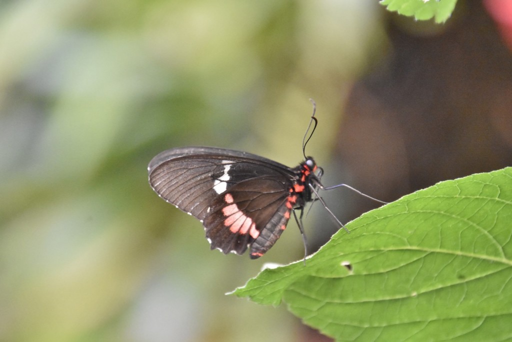 Foto: Mariposario - Icod de los Vinos (Santa Cruz de Tenerife), España