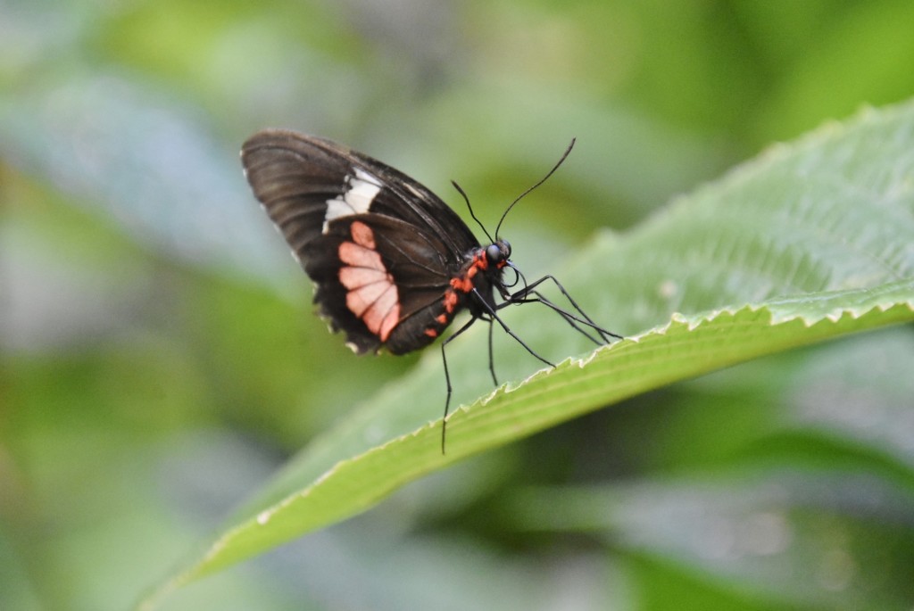 Foto: Mariposario - Icod de los Vinos (Santa Cruz de Tenerife), España