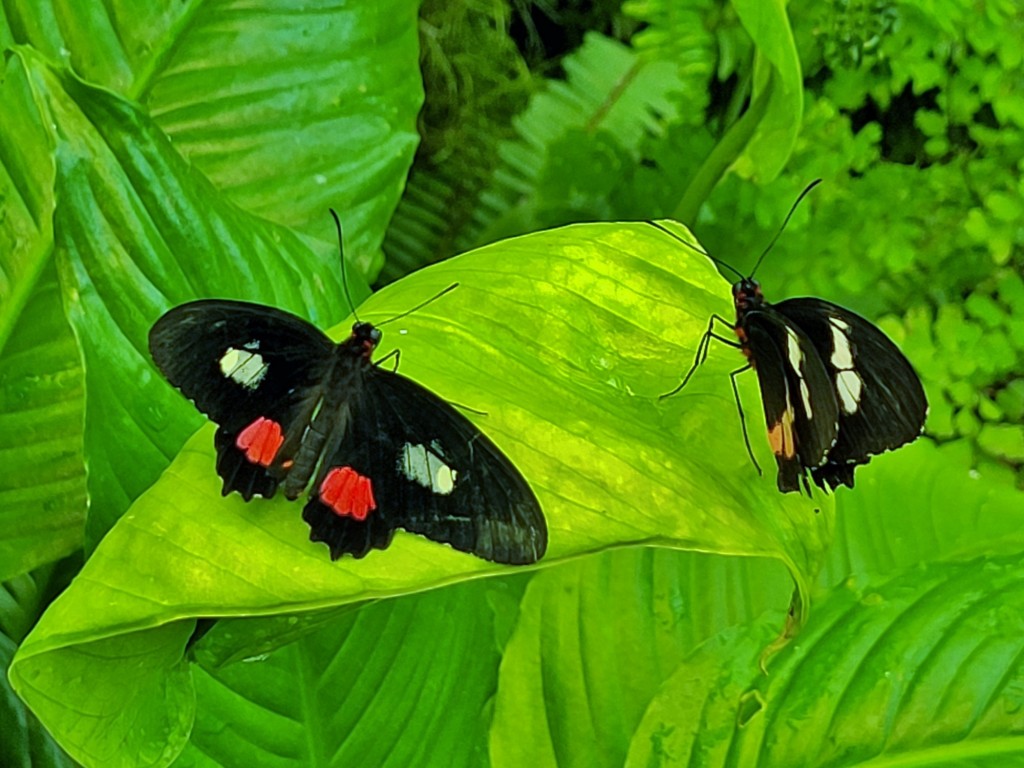 Foto: Mariposario - Icod de los Vinos (Santa Cruz de Tenerife), España