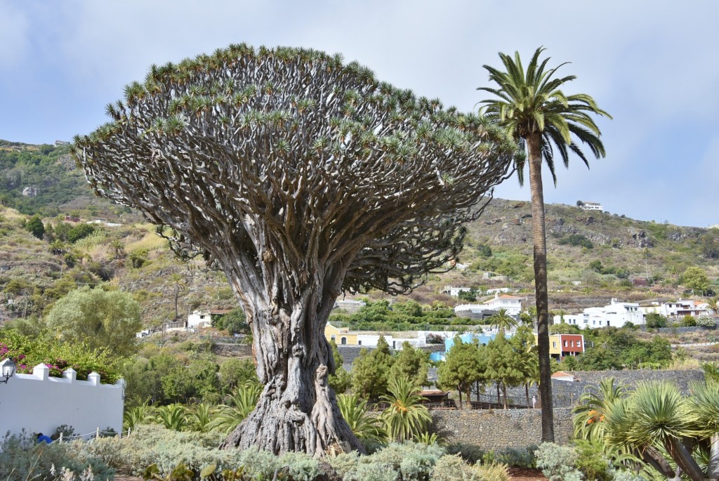 Foto: Parque del Drago Milenario - Icod de los Vinos (Santa Cruz de Tenerife), España