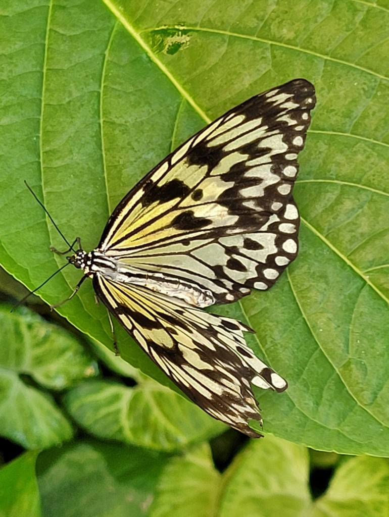 Foto: Mariposario - Icod de los Vinos (Santa Cruz de Tenerife), España