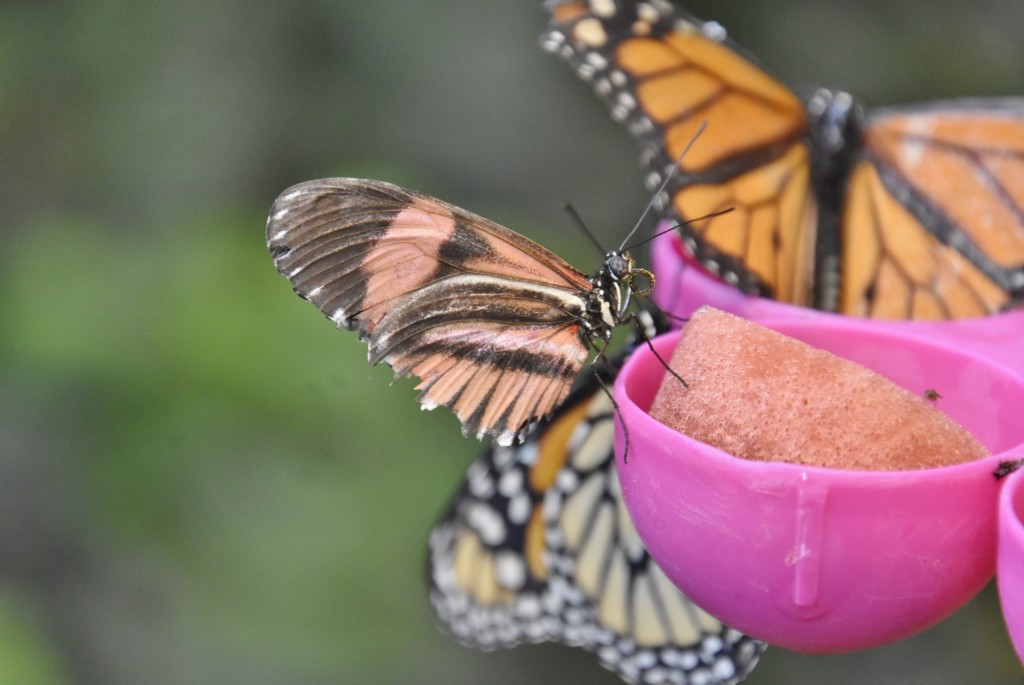 Foto: Mariposario - Icod de los Vinos (Santa Cruz de Tenerife), España