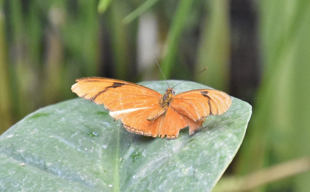 Foto: Mariposario - Icod de los Vinos (Santa Cruz de Tenerife), España