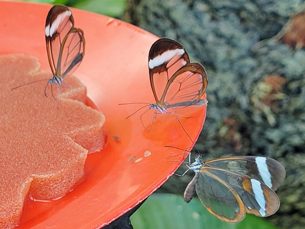 Foto: Mariposario - Icod de los Vinos (Santa Cruz de Tenerife), España