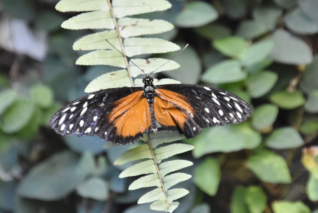 Foto: Mariposario - Icod de los Vinos (Santa Cruz de Tenerife), España