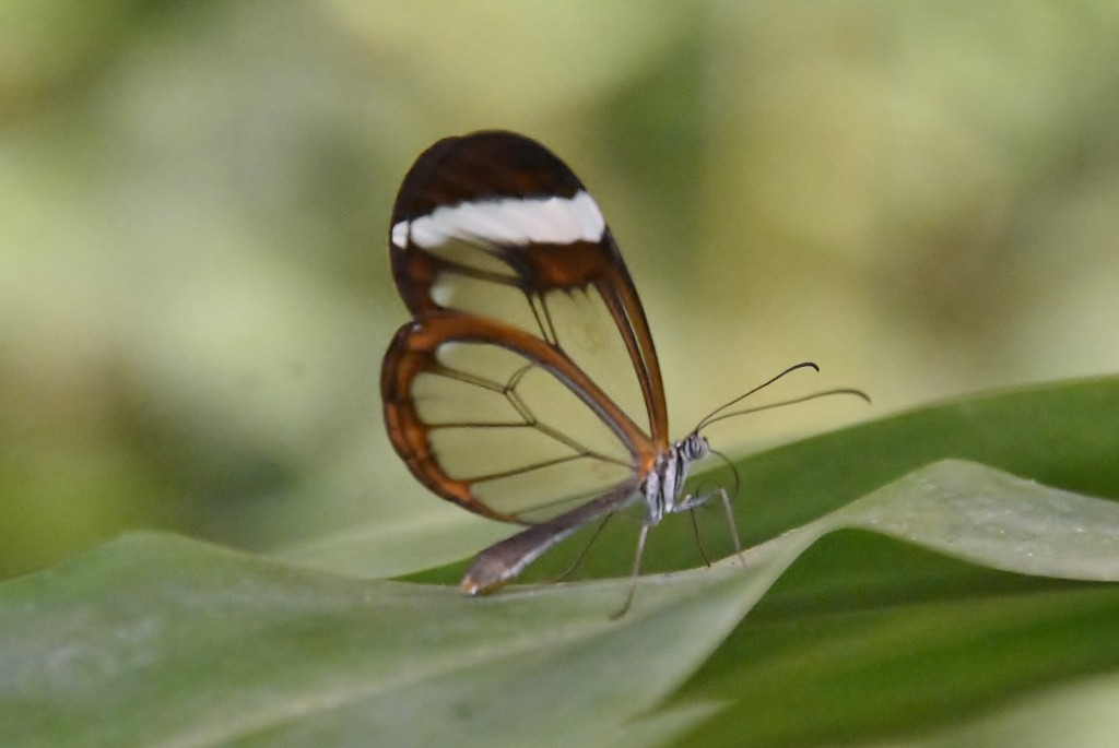 Foto: Mariposario - Icod de los Vinos (Santa Cruz de Tenerife), España