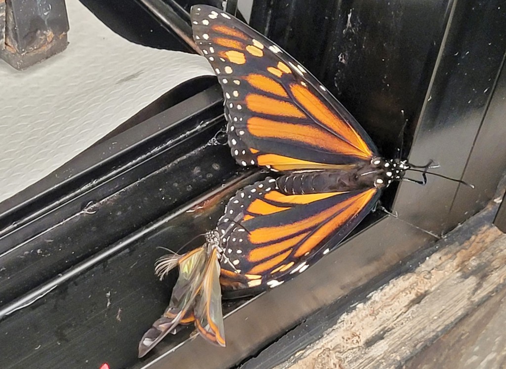 Foto: Mariposario - Icod de los Vinos (Santa Cruz de Tenerife), España