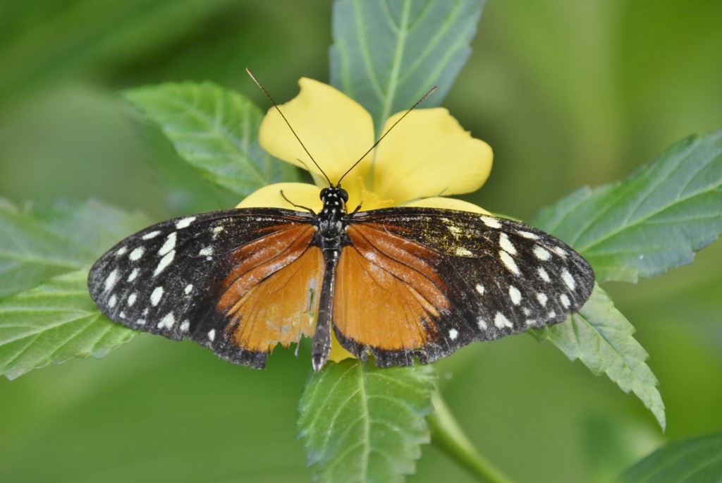 Foto: Mariposario - Icod de los Vinos (Santa Cruz de Tenerife), España