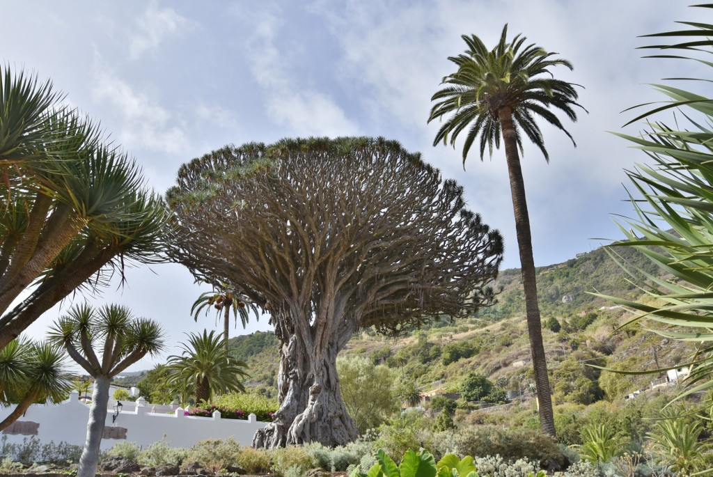 Foto: Parque del Drago Milenario - Icod de los Vinos (Santa Cruz de Tenerife), España