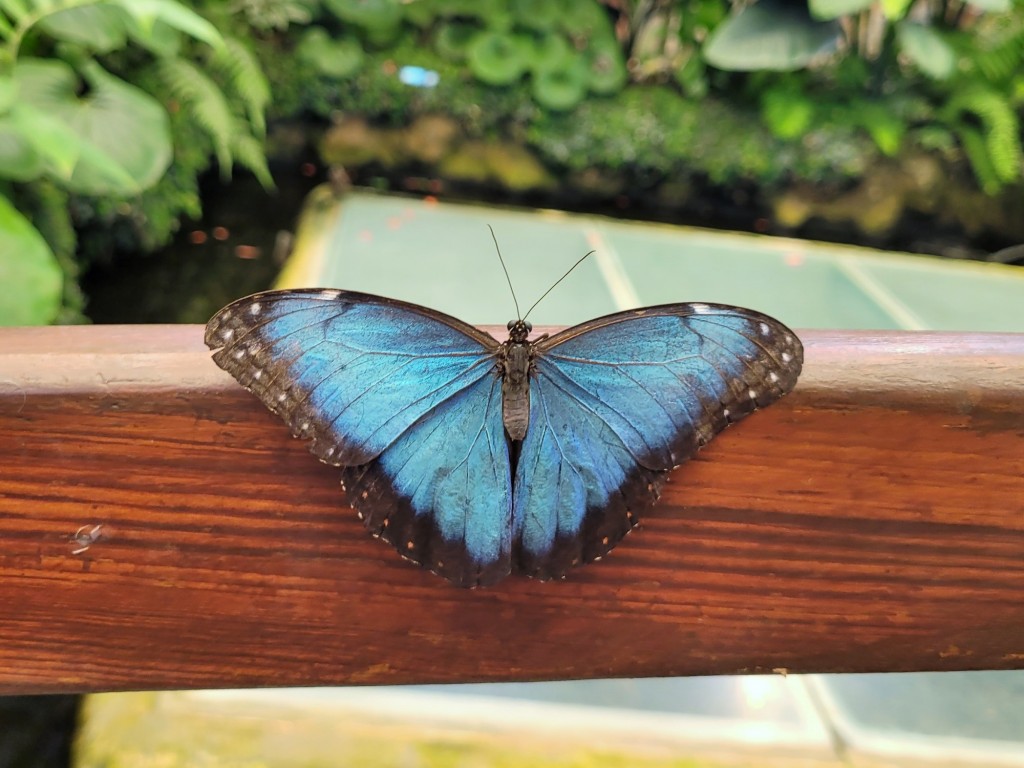 Foto: Mariposario - Icod de los Vinos (Santa Cruz de Tenerife), España